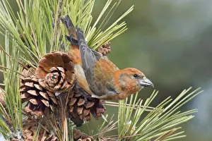 Red crossbill - male in winter, December, CT