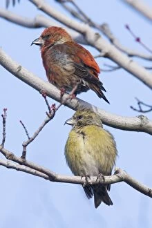Red crossbill - pair, male and female in winter