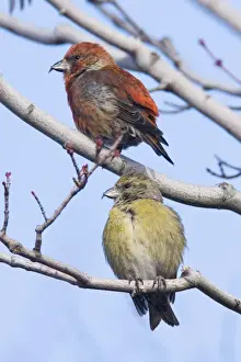 Red crossbill - pair, male and female in winter. December, CT. USA