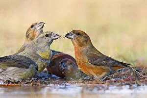 Red Crossbills - bathing in thawed puddle