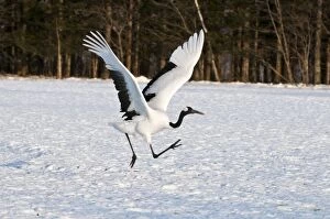 Red-crowned Crane - adult running to take off
