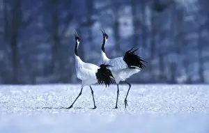 Red-crowned Crane - Courtship display - Kushiro Shitsugen National Park - Hokkaido - Japan - eastern Eurasia JPF39088