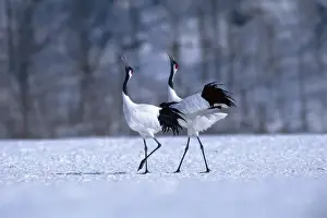 Red-crowned Crane - Courtship display - Kushiro Shitsugen National Park - Hokkaido - Japan - eastern Eurasia JPF39087