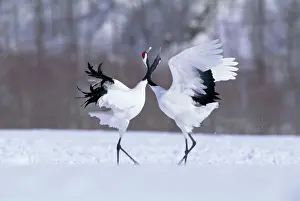 Couples Prints: Red-crowned Crane - Courtship display - Kushiro Shitsugen National Park - Hokkaido - Japan - eastern Eurasia JPF40133