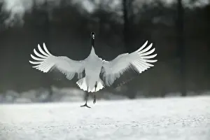 Red-crowned Crane - displaying, wings outstretched Hokkaido, Japan