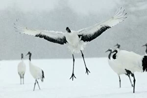 Images Dated 22nd February 2004: Red-crowned Crane - displaying Hokkaido, Japan