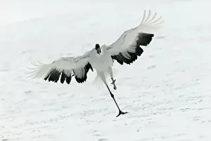 Red-crowned Crane - displaying Hokkaido, Japan
