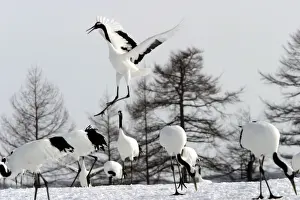 Red-crowned Crane - displaying Hokkaido, Japan