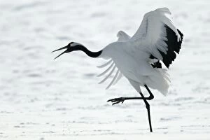 Images Dated 18th February 2004: Red-crowned Crane - displaying Hokkaido, Japan
