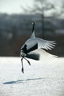 Red-crowned Crane - displaying, jumping with wings outstretched