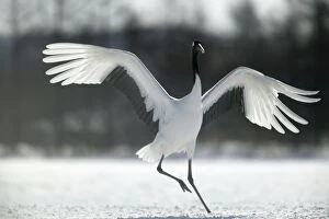 Red-crowned Crane - displaying, wings outstretched