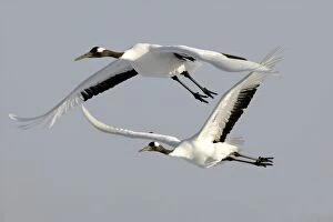 Red-crowned Crane - two in flight