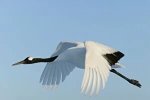 Images Dated 18th February 2004: Red-crowned Crane - in flight Hokkaido, Japan