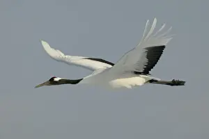 Red-crowned Crane - in flight Hokkaido, Japan