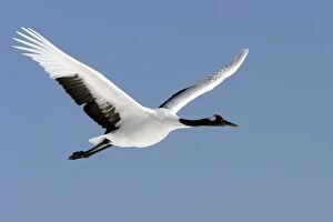 Images Dated 24th February 2004: Red-Crowned Crane - in flight. Hokkaido, Japan
