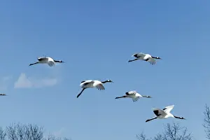Red-Crowned Crane - in flight. Hokkaido, Japan