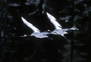 Red-crowned Crane - In flight - Kushiro Shitsugen National Park - Hokkaido - Japan - eastern Eurasia JPF40096