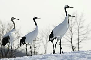 Red-crowned Crane - group
