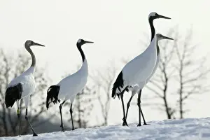 Red-crowned Crane - group Hokkaido, Japan