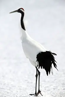 Red-crowned Crane Hokkaido, Japan