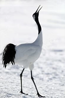 Images Dated 24th February 2004: Red-Crowned Crane. Hokkaido, Japan