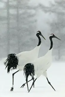 Cranes Prints: Red Crowned Crane / Japanese Crane Displaying Hokkaido, Japan