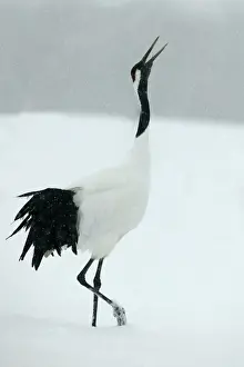 Red Crowned Prints: Red Crowned Crane / Japanese Crane Displaying Hokkaido, Japan
