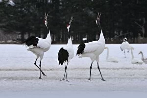 Images Dated 26th February 2008: Red-crowned Crane / Japanese Crane / Manchurian