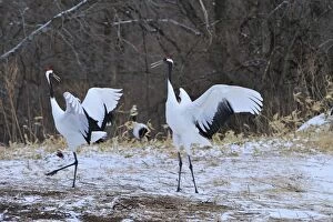 Images Dated 27th February 2008: Red-crowned Crane / Japanese Crane / Manchurian