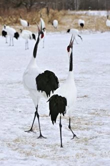 Images Dated 27th February 2008: Red-crowned Crane / Japanese Crane / Manchurian