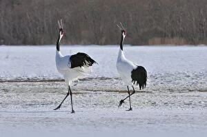 Images Dated 28th February 2008: Red-crowned Crane / Japanese Crane / Manchurian