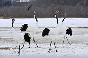 Images Dated 28th February 2008: Red-crowned Crane / Japanese Crane / Manchurian