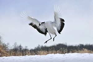 Images Dated 2nd March 2008: Red-crowned Crane / Japanese Crane / Manchurian