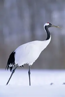 Hokkaido Prints: Red-crowned Crane - Kushiro Shitsugen National Park - Hokkaido - Japan - eastern Eurasia JPF40188