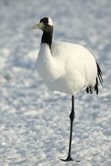 Red-crowned Crane - on one leg