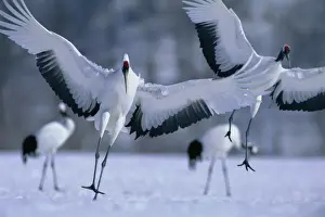 Hokkaido Prints: Red-crowned Crane - In mid-flight - Kushiro Shitsugen National Park