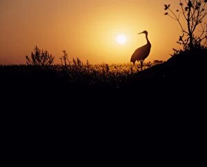 Images Dated 14th April 2011: Red Crowned Crane NG 39 Silhouette at sunset, China Manchuria