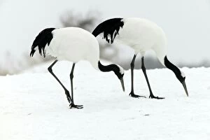 Red-crowned Crane - pair