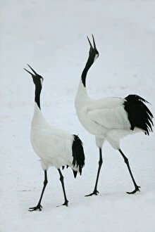 Red-crowned Crane - pair displaying
