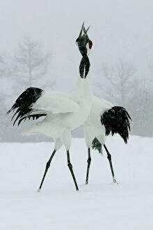 Calling Collection: Red-crowned Crane - pair displaying, necks intertwined. In snow Hokkaido, Japan