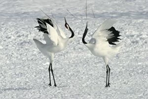 Images Dated 18th February 2004: Red-crowned Crane - pair displaying Hokkaido, Japan