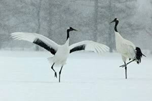 Images Dated 22nd February 2004: Red-crowned Crane - pair displaying Hokkaido, Japan