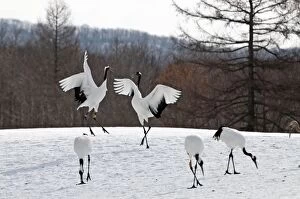 Images Dated 16th February 2010: Red-crowned Crane - pair displaying - Kushiro - Hokkaido Island - Japan