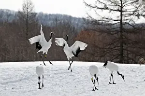 Red-crowned Crane - pair displaying - Kushiro - Hokkaido Island - Japan