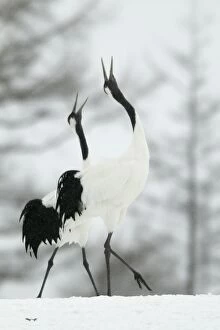 Red-crowned Crane - pair displaying in snow