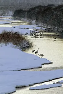 Hokkaido Prints: Red-crowned Crane - By river - Kushiro Shitsugen National Park - Hokkaido - Japan - eastern Eurasia JPF40172