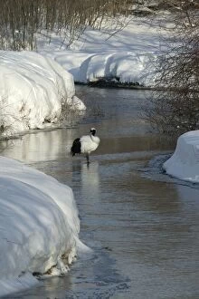 Images Dated 24th February 2004: Red-Crowned Crane - standing in stream. Hokkaido, Japan