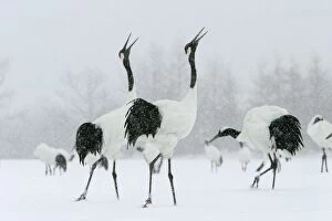 Images Dated 22nd February 2004: Red-crowned Cranes - displaying Hokkaido, Japan
