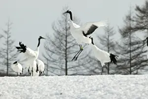 Red-crowned Cranes - displaying Hokkaido, Japan