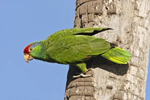 Images Dated 29th November 2010: Red-crowned Parrot (Amazona viridigenalis)